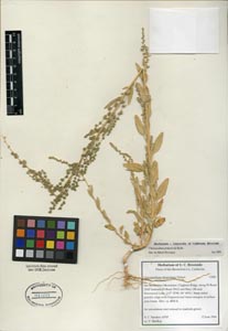 Herbarium Sheet of UCR 81809